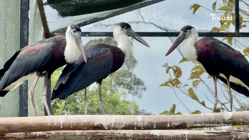 สวนสัตว์เปิดเขาเขียวปล่อยนกกระสาคอขาว 5 ตัว คืนสู่ธรรมชาติ