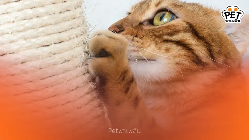 ดุแมวแล้วทำไมต้องไปฝนเล็บ? ความจริงที่ทาสแมวเข้าใจผิดมาตลอด