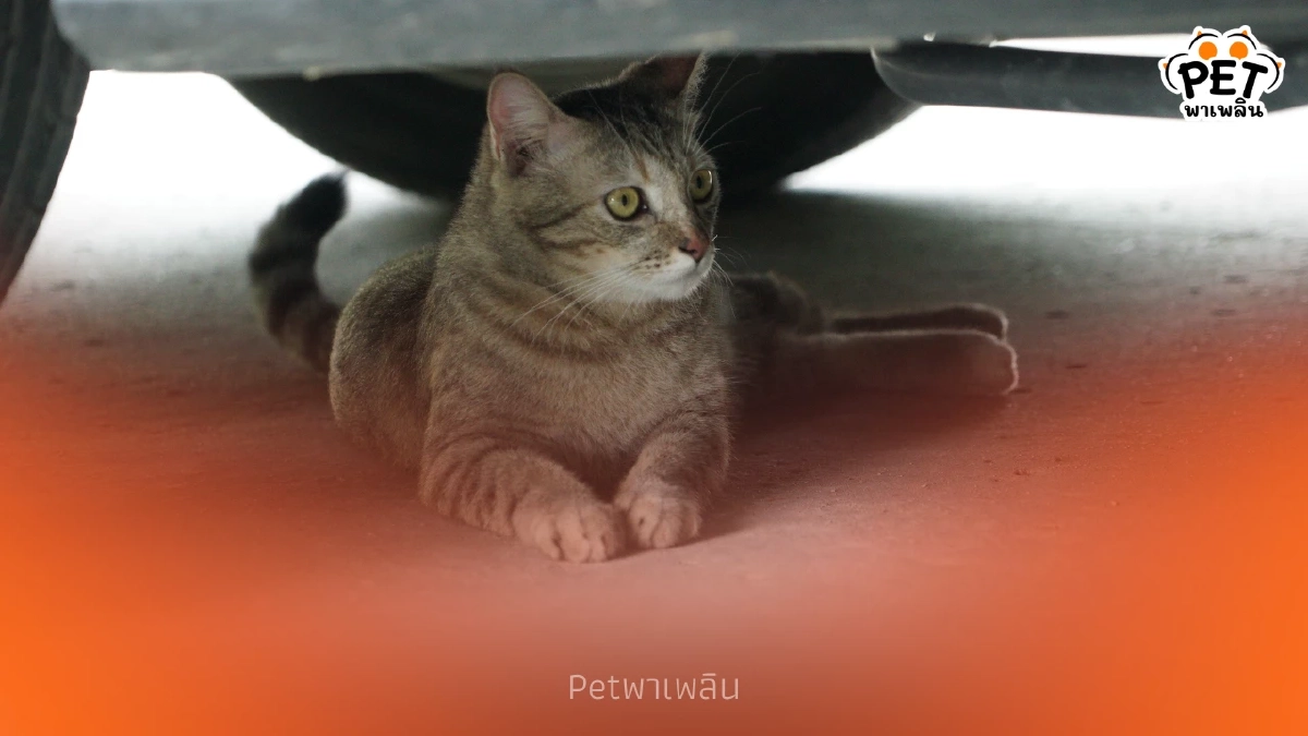 ระวัง! เช็กก่อนสตาร์ท สัญญาณเตือนภัยที่คนรักแมวห้ามพลาด