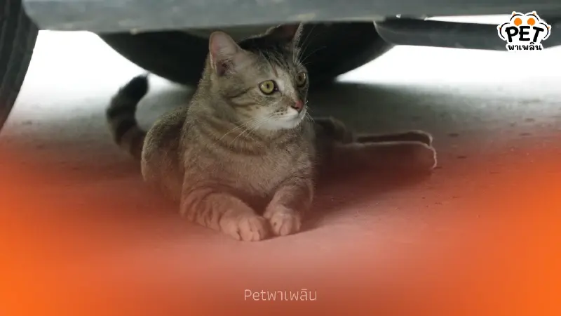 ระวัง! เช็กก่อนสตาร์ท สัญญาณเตือนภัยที่คนรักแมวห้ามพลาด
