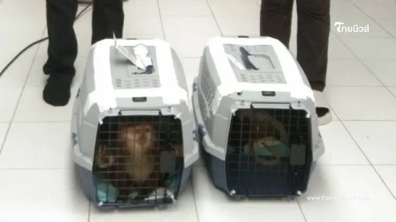 ด่านฯ ท่าอากาศยานสุวรรณภูมิ ร่วมกับบก.ปทส. ช่วยชีวิต "ค่าง" ด่านฯ ท่าอากาศยานสุวรรณภูมิ ร่วมกับบก.ปทส. ช่วยชีวิต "ค่าง"