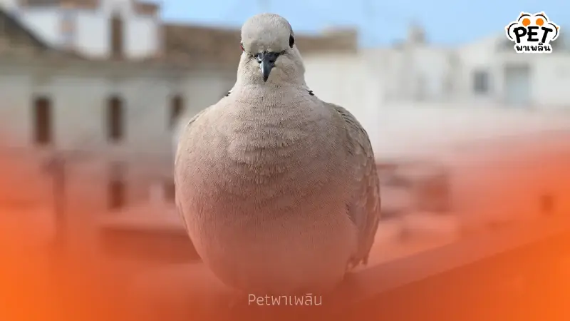 ไขความลับ! ปริศนาการบิน ทำไมนกพิราบถึงบินกลับรังแบบไม่หลงทาง