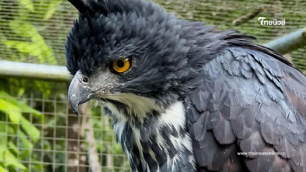 รู้จัก "เหยี่ยวดำท้องขาว" เหยี่ยวดงหายากแห่งผืนป่าภาคใต้