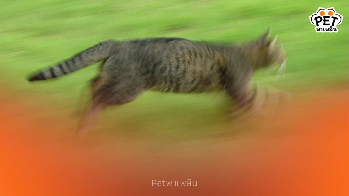 เห็นนิ่งๆ แต่ไวจัด เหตุผลที่แมวตอบสนองเร็วกว่า มนุษย์