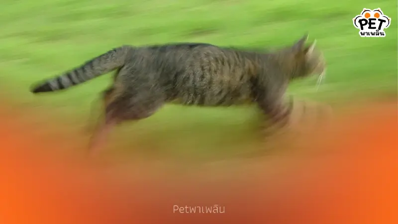 เห็นนิ่งๆ แต่ไวจัด เหตุผลที่แมวตอบสนองเร็วกว่า มนุษย์ เห็นนิ่งๆ แต่ไวจัด เหตุผลที่แมวตอบสนองเร็วกว่า มนุษย์