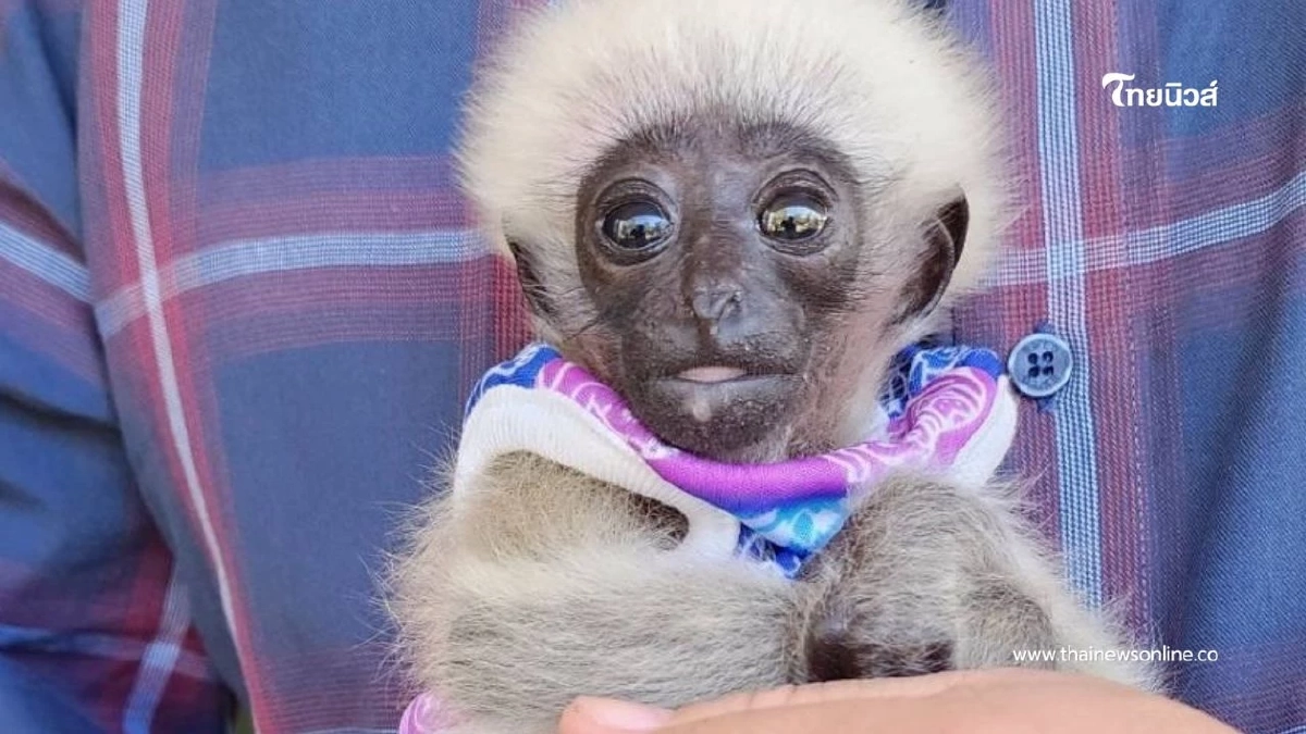 รับมอบ "ลูกชะนี" พลัดหลง ผ่านการแจ้งผ่านสายด่วนพิทักษ์ป่า 1362