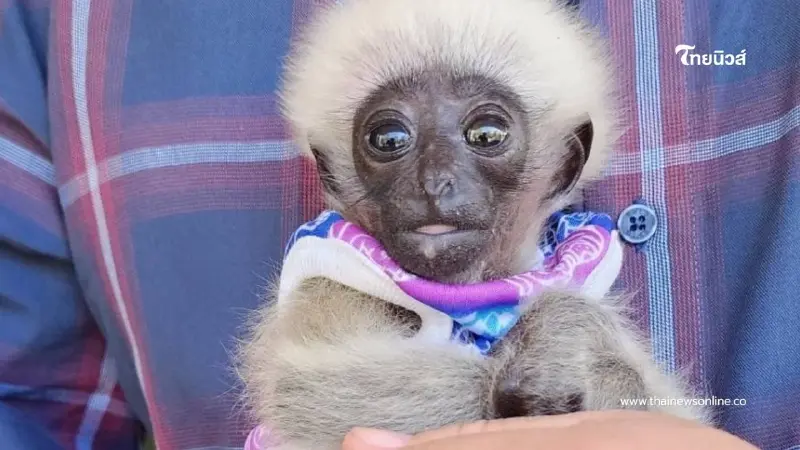 รับมอบ "ลูกชะนี" พลัดหลง ผ่านการแจ้งผ่านสายด่วนพิทักษ์ป่า 1362