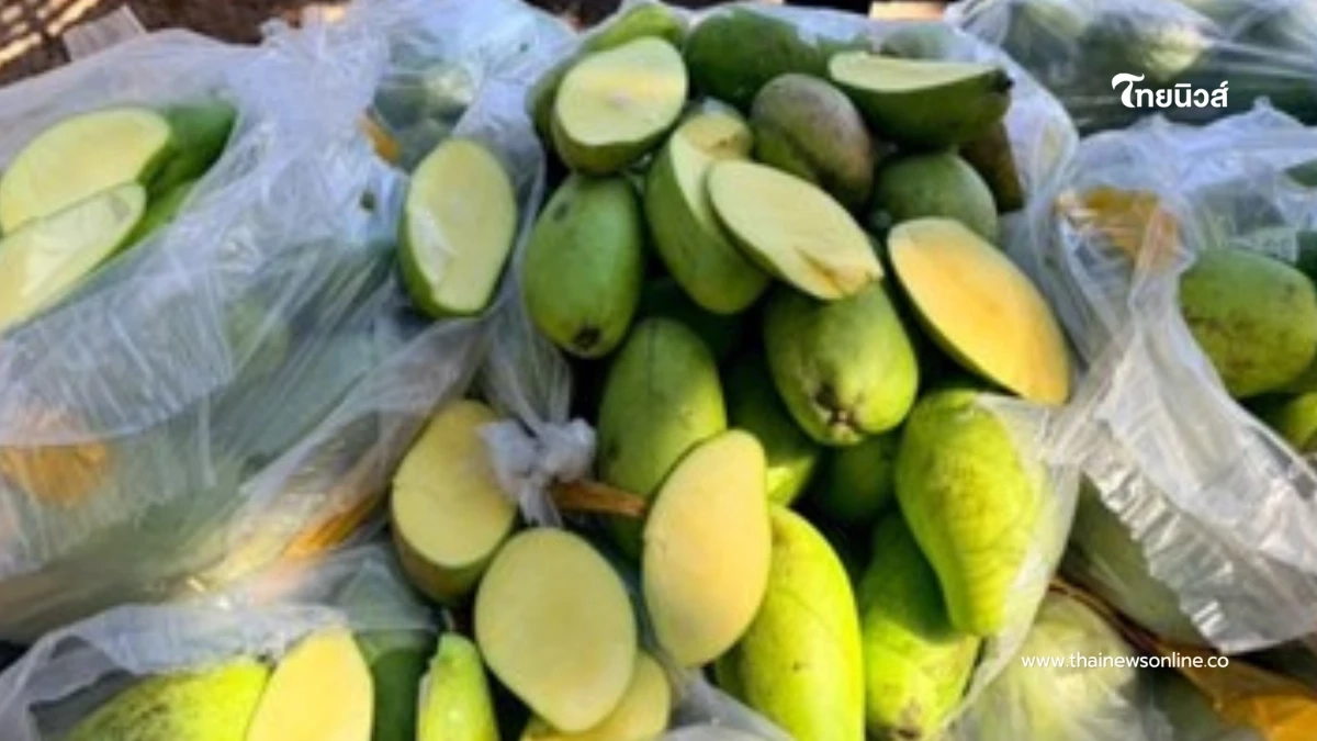 ดักจับ มะม่วงแก้วขมิ้นลักลอบนำเข้า 13 ตัน ยึดของกลางเพียบ