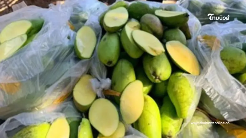 ดักจับ มะม่วงแก้วขมิ้นลักลอบนำเข้า 13 ตัน ยึดของกลางเพียบ