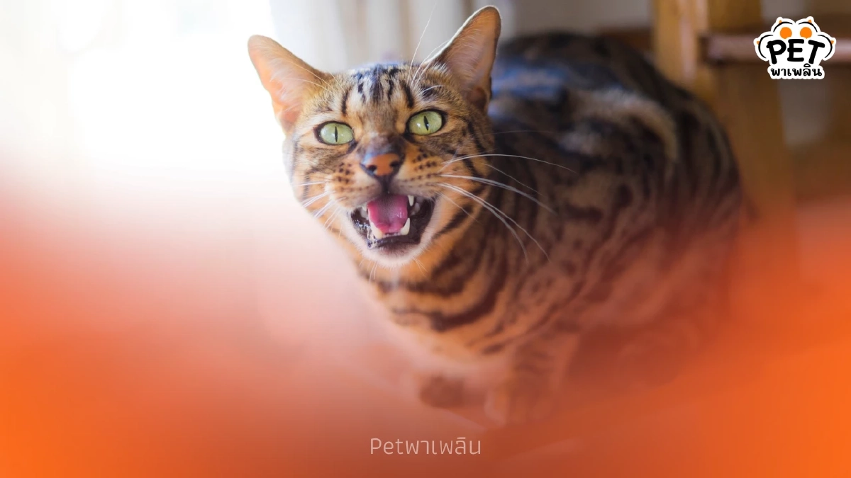 วิจัยเผยแมวร้องเรียกเจ้าของชายบ่อยกว่าหญิง เพื่อเรียกความสนใจ