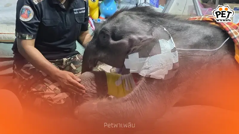 อัปเดตอาการ "พังข้าวต้ม" อายุครบ 3 เดือน ร่างกายฟื้นตัวดีมาก