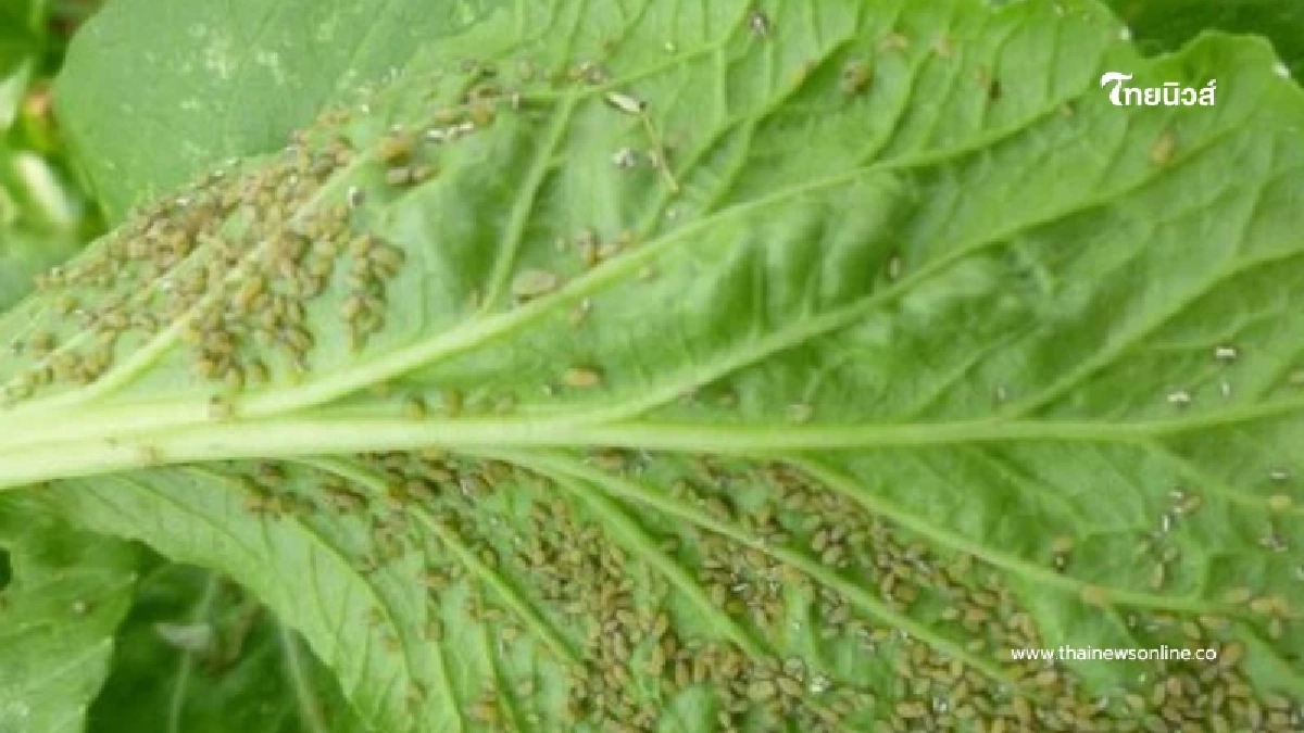 ระวัง "เพลี้ยอ่อน" ระบาดผักตระกูลกะหล่ำ ตัวจิ๋วแต่ร้ายสุดๆ