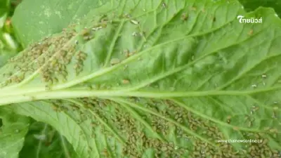 ระวัง "เพลี้ยอ่อน" ระบาดผักตระกูลกะหล่ำ ตัวจิ๋วแต่ร้ายสุดๆ