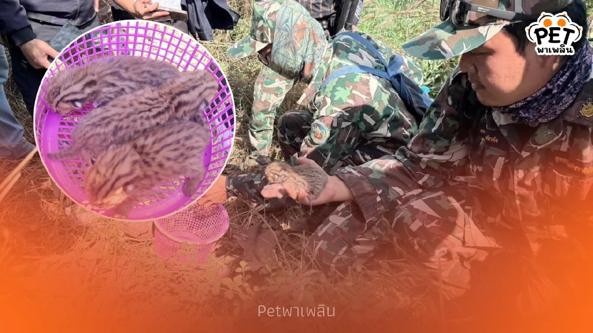 นาทีชีวิต! ชาวบ้านช่วย 3 ลูกแมวดาว ก่อนรถไถเหยียบจมดิน นาทีชีวิต! ชาวบ้านช่วย 3 ลูกแมวดาว ก่อนรถไถเหยียบจมดิน