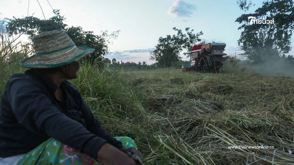 ชาวนาชายแดนสระแก้วกลับมาเกี่ยวข้าวล่าช้าเกือบเดือน หลังอพยพ