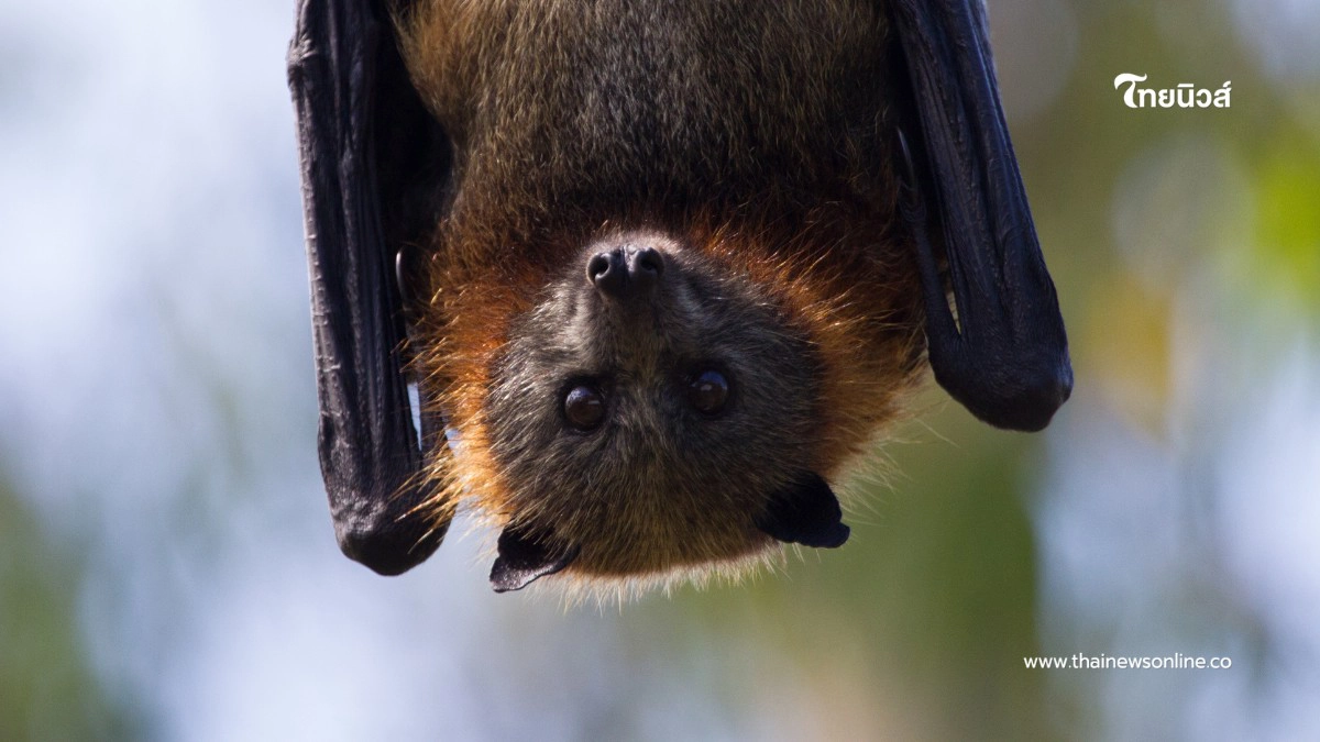 .เฝ้าระวังใกล้ชิด! กรมควบคุมโรคจับตา “ไวรัสนิปาห์” ระบาด.