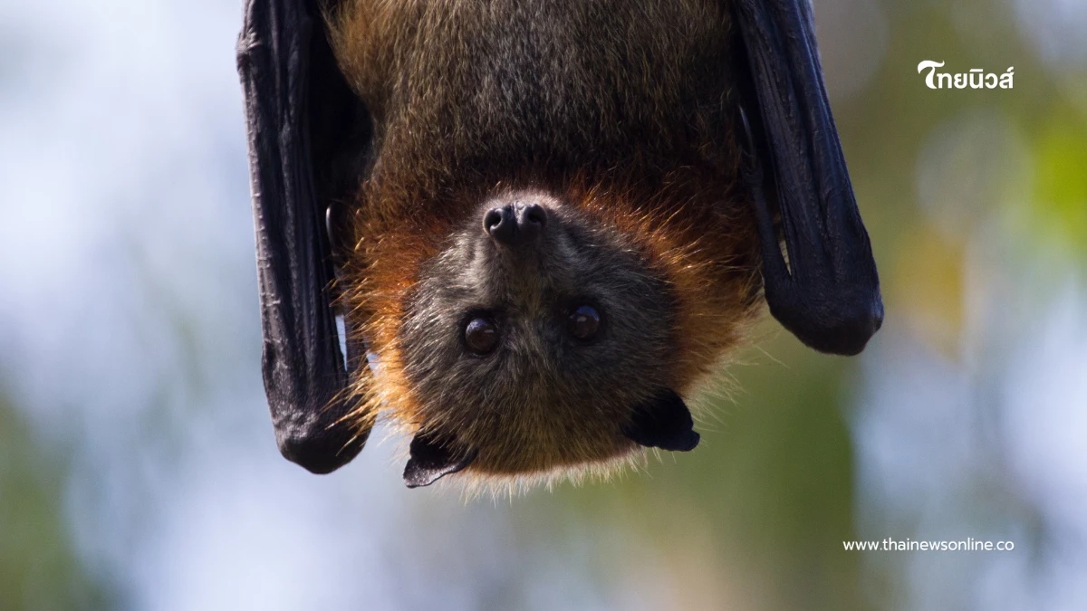 เฝ้าระวังใกล้ชิด! กรมควบคุมโรคจับตา “ไวรัสนิปาห์” ระบาด