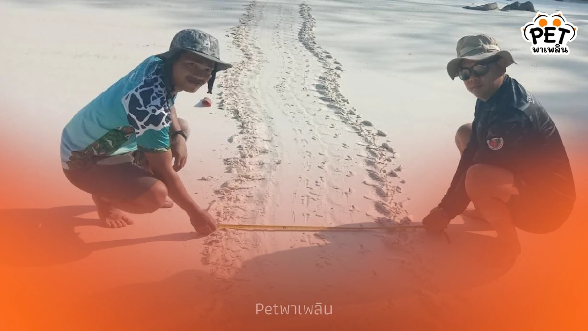 สิมิลันยิ้ม! แม่เต่าตนุวางไข่รังที่ 6 ย้ำระบบนิเวศฟื้นตัว