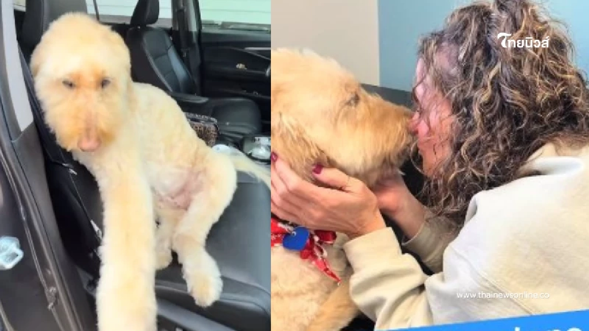 เจ้าของคิดว่าแค่ลูกรักงอน ที่แท้คือสัญญาณเตือนครั้งสุดท้าย