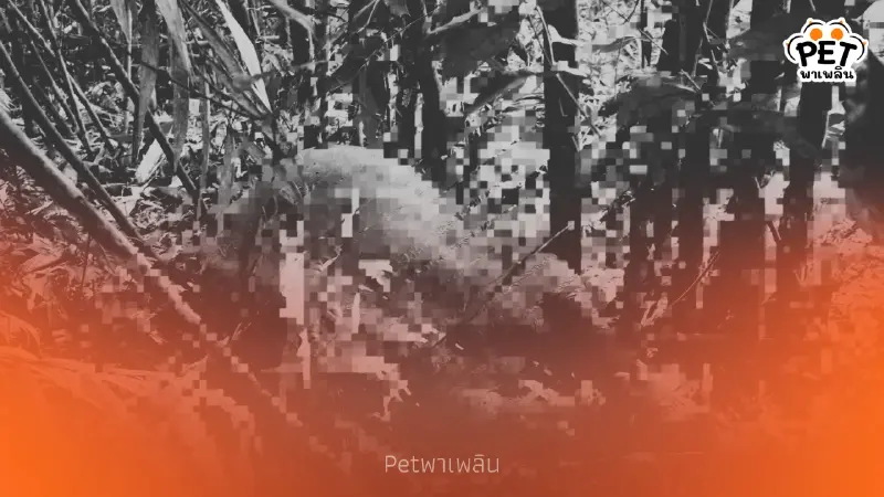 สลด! พบซากช้างป่าน้อยกลางป่าสะบ้าย้อย ด่วนพิสูจน์ปมดับ