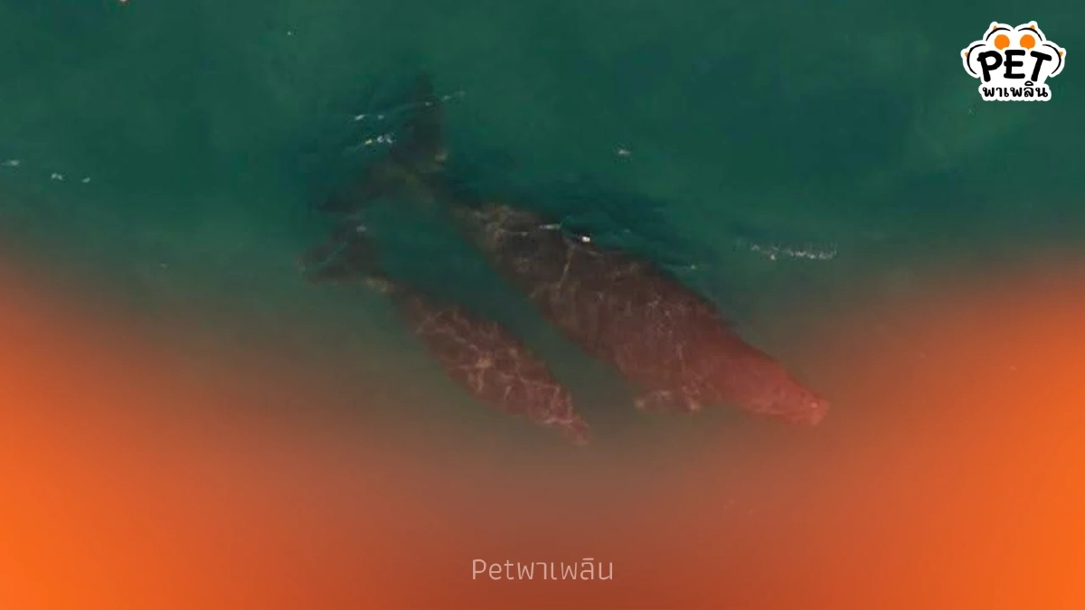 อุทยานฯ พีพีพบแม่ลูกพะยูนสุขภาพดี เร่งวางทุ่นคุมความเร็ว