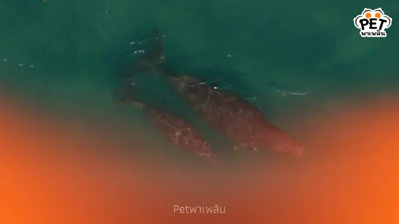 อุทยานฯ พีพีพบแม่ลูกพะยูนสุขภาพดี เร่งวางทุ่นคุมความเร็ว