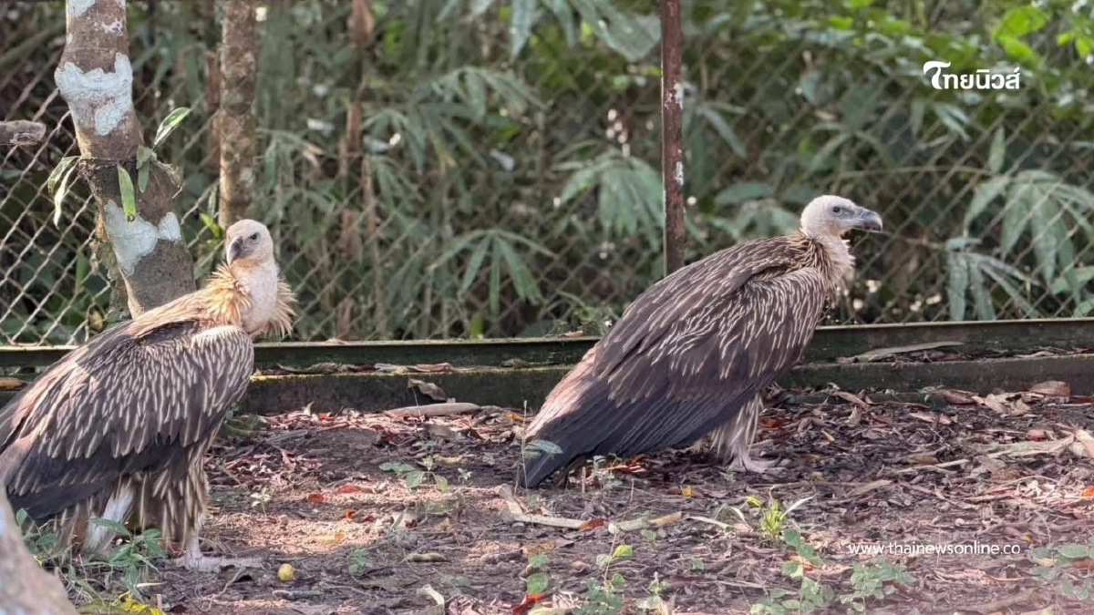 สัญญาณฟื้นตัวดี อัปเดตอาการแร้งสีน้ำตาลหิมาลัย ปีกเริ่มแข็งแรง