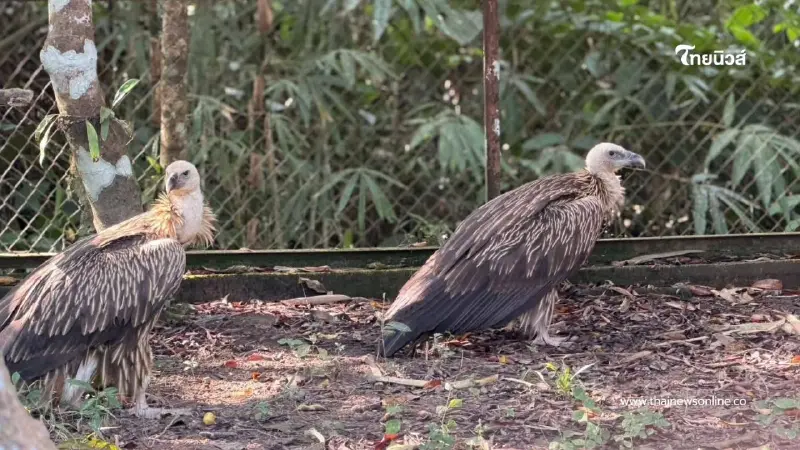 สัญญาณฟื้นตัวดี อัปเดตอาการแร้งสีน้ำตาลหิมาลัย ปีกเริ่มแข็งแรง