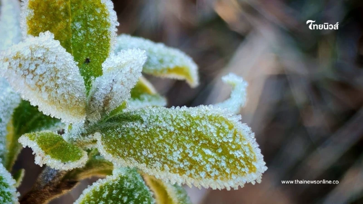 ภูกระดึงแตะ 4 องศาฯ เช็กสภาพอากาศก่อนแพ็กกระเป๋าไปพิชิตยอดภู