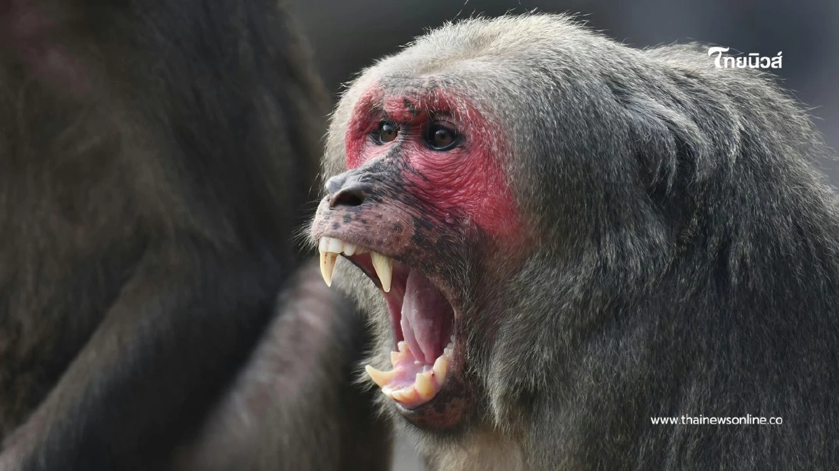 ไทยพบผู้ป่วย "ฝีดาษวานร" สะสมเกือบ 1,000 ราย กระจายหลายจังหวัด