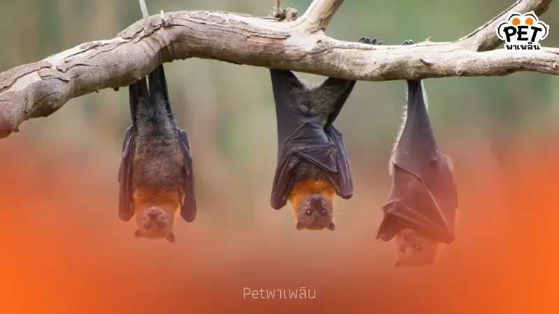 เจาะลึก 4 สาเหตุ ทำไมค้างคาวถึงเป็นพาหะนำโรคอุบัติใหม่สู่มนุษย์