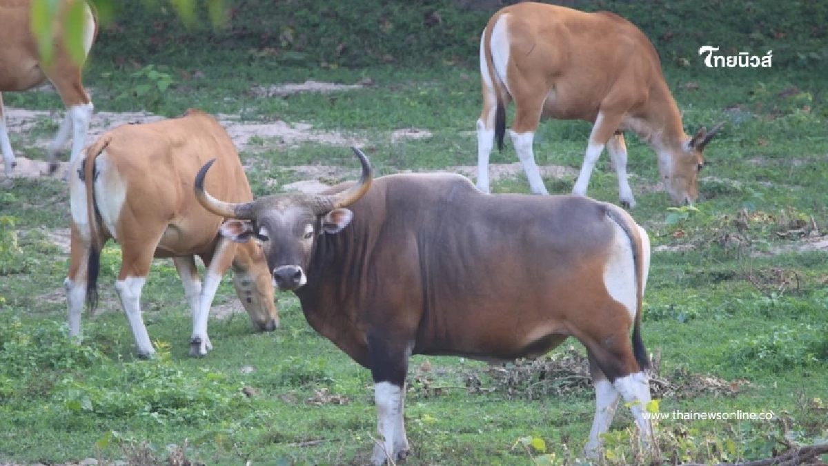 จากร้างสู่รุ่ง เปิดตำนาน โป่งช้างเผือก แหล่งดูสัตว์ป่าสุด Unseen แห่งใหม่