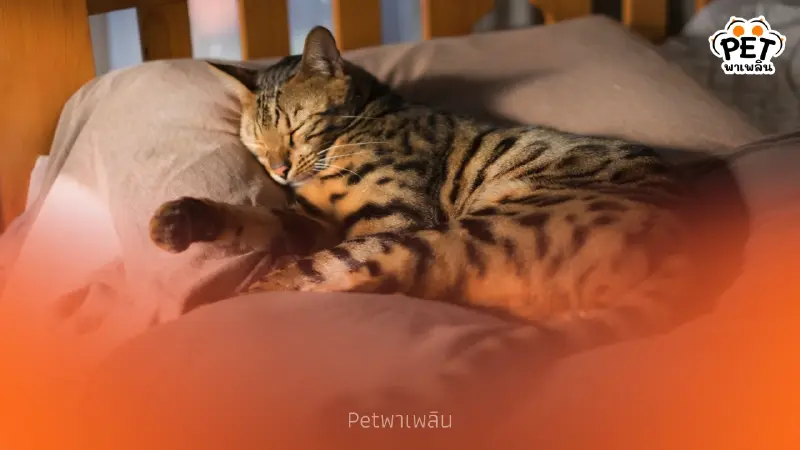 วิธีรับมือเมื่อสัตว์เลี้ยงละเมอหนัก พร้อมข้อควรระวัง