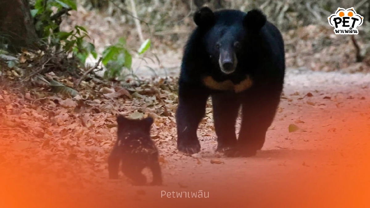 "นทท. เผยภาพหาดูยาก หมีควายแม่ลูก! โผล่ถนนแก่งกระจาน"