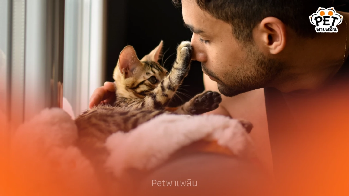 แมวจำเจ้าของเก่าได้ไหม? เจาะลึกความจำและวิธีสังเกตอาการ