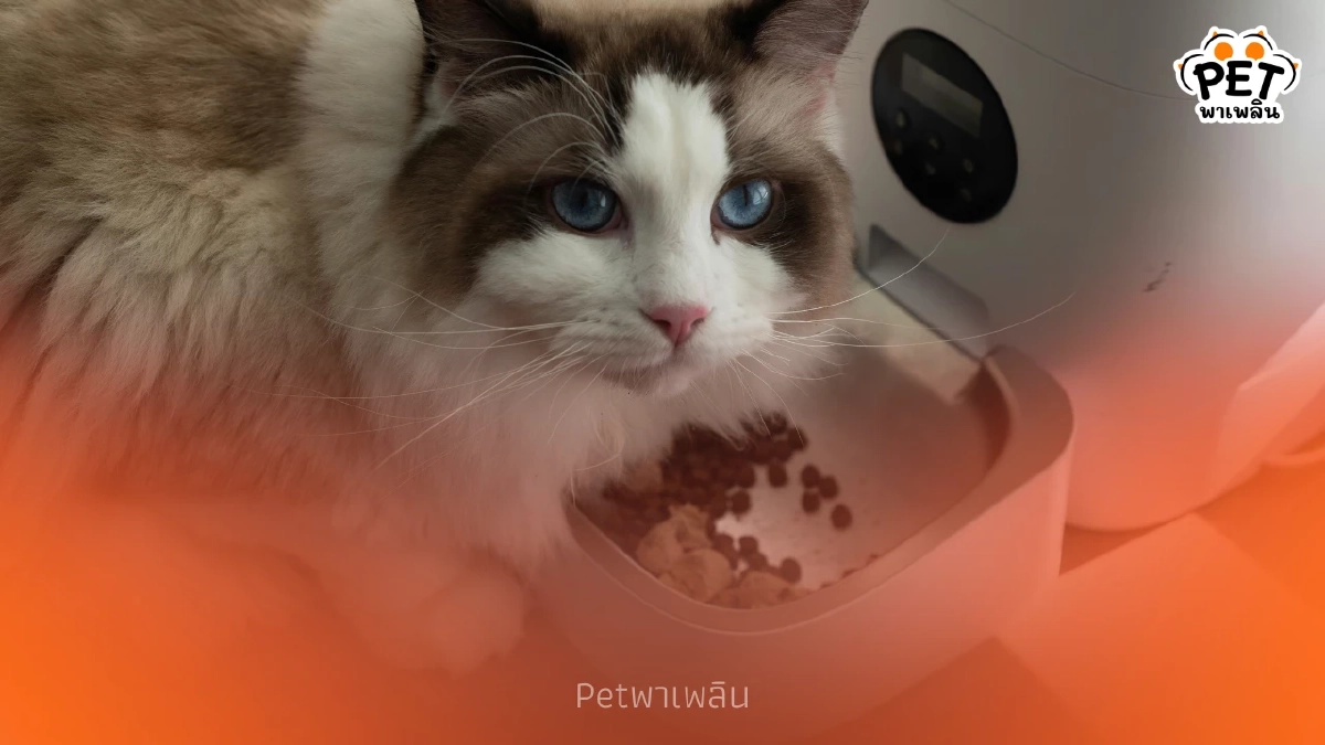 แมวควรกินวันละเท่าไหร่? เปิดสูตรคำนวณอาหารตามน้ำหนักตัว