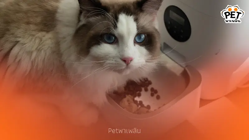 แมวควรกินวันละเท่าไหร่? เปิดสูตรคำนวณอาหารตามน้ำหนักตัว แมวควรกินวันละเท่าไหร่? เปิดสูตรคำนวณอาหารตามน้ำหนักตัว