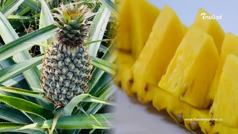 ของดีชุมพร "สับปะรดสวี" ขึ้นแท่น GI รสชาติ-คุณภาพ สู่ตลาดเงินล้าน