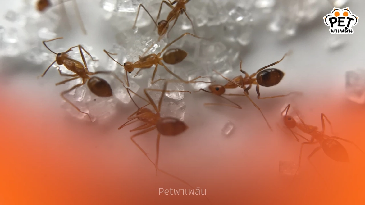 "เจาะลึก 4 สาเหตุ ทำไมมดบุกบ้านไม่เลิก แม้ไม่มีของหวาน"