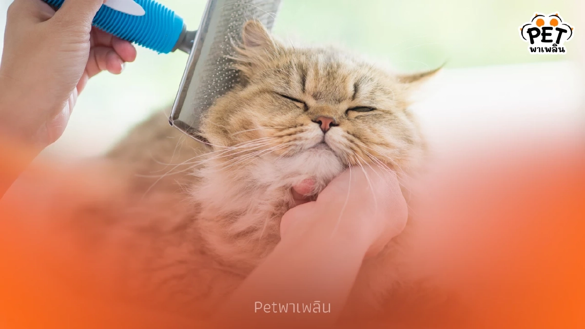 แปรงขนแมวทุกวัน ประโยชน์เน้นๆ ลดขนร่วงและปัญหาก้อนขนกวนใจ แปรงขนแมวทุกวัน ประโยชน์เน้นๆ ลดขนร่วงและปัญหาก้อนขนกวนใจ