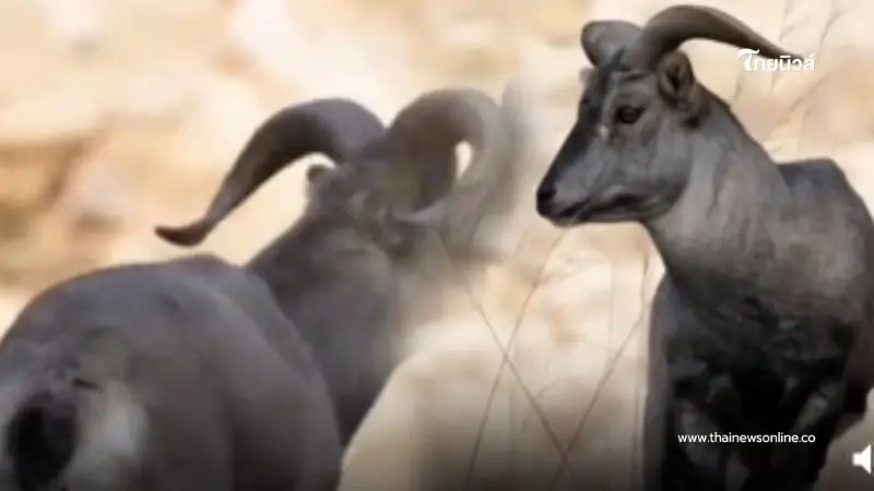 หาดูยาก ช็อตเด็ดแพะภูเขาโชว์สกิลปีนผา ผลงานชิ้นเอกแห่งพงไพร หาดูยาก ช็อตเด็ดแพะภูเขาโชว์สกิลปีนผา ผลงานชิ้นเอกแห่งพงไพร