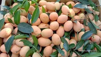 "มะยงชิดแม่ย่าสุโขทัย" ผงาดสินค้า GI ผลไม้ท้องถิ่นสู่ตลาดคุณภาพ