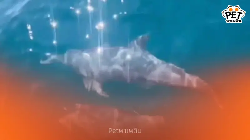 ฮือฮา! ฝูงโลมาปากขวดอวดโฉมเกาะทะลุ ย้ำทะเลระยองอุดมสมบูรณ์