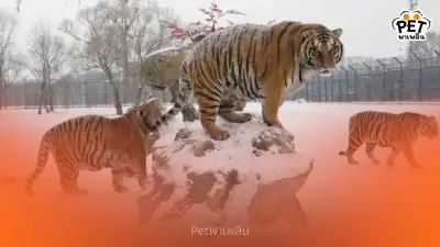 ชมภาพเสือโคร่งไซบีเรียแห่งฮาร์บิน พักผ่อนกลางหิมะสุดสบายใจ