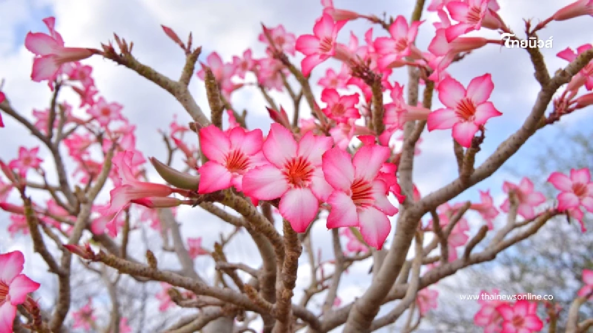 ระวังไว้ก่อน! 5 ต้นไม้ใกล้ตัว อันตรายกับสัตว์เลี้ยงโดยไม่รู้ตัว