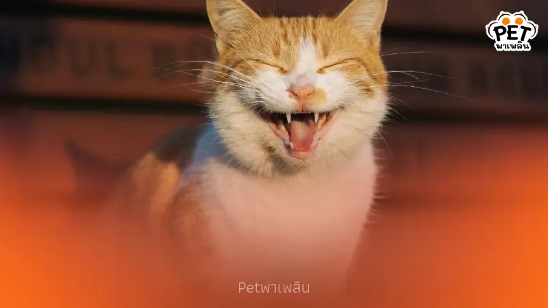 5 พฤติกรรมแมว ที่ใช้จิตวิทยาสื่อสารและฝึกให้มนุษย์ยอมเป็นทาส