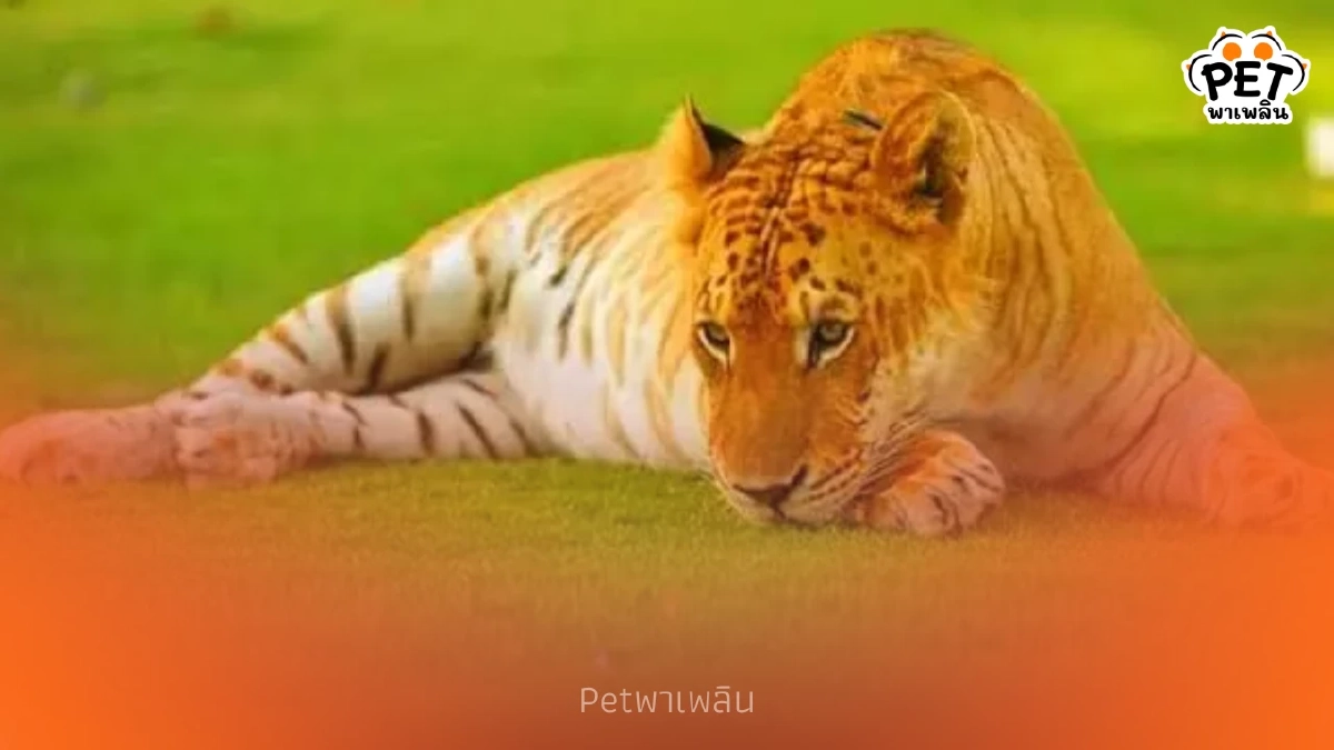 กรมอุทยานฯ เปิดรับแจ้งครอบครองไลเกอร์-ไทกอน เริ่ม 16 ก.พ. นี้