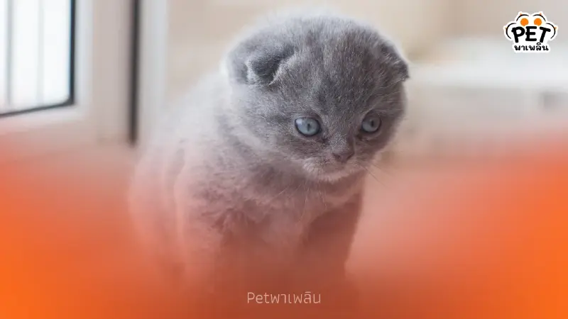 เนเธอร์แลนด์สั่งห้ามเลี้ยง-เพาะพันธุ์แมวหูพับและสฟิงซ์