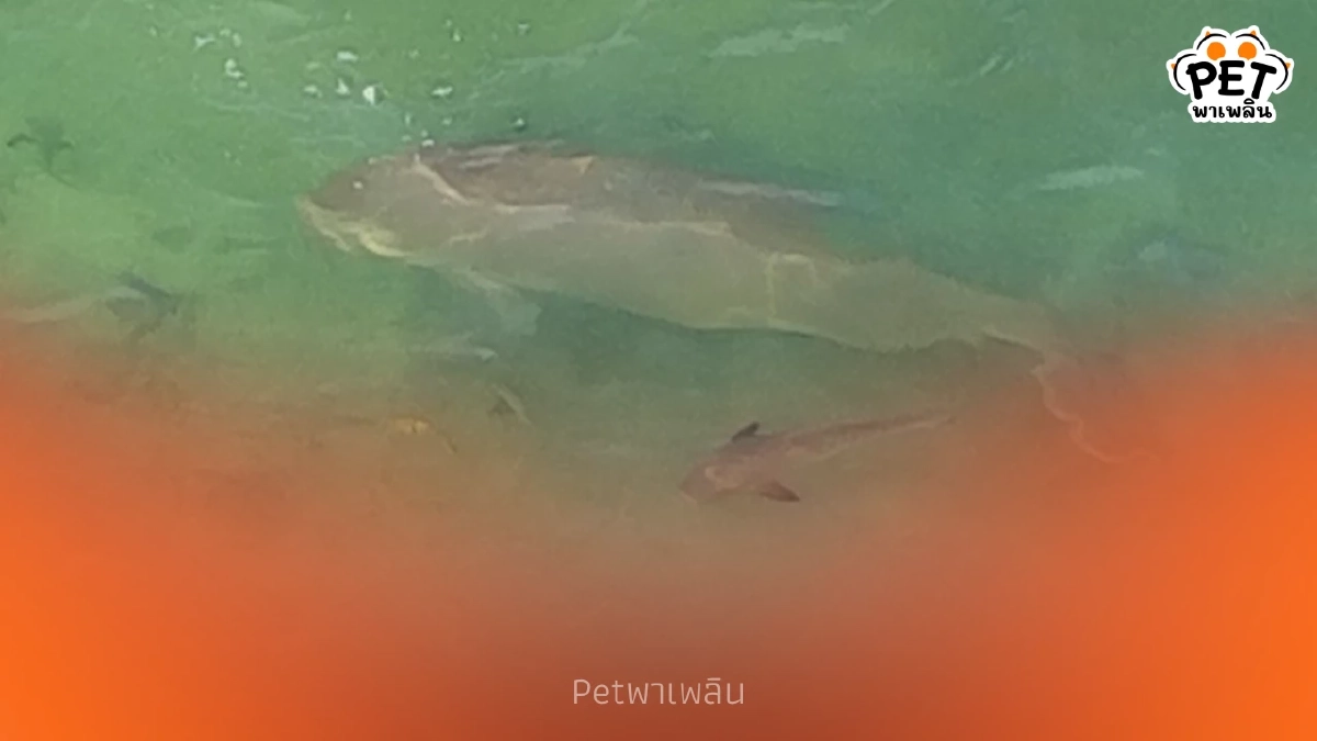 กรมอุทยานฯ บินโดรนพบพะยูนตรัง 1 ตัว ที่หาดหยงหลำ สุขภาพยังดี
