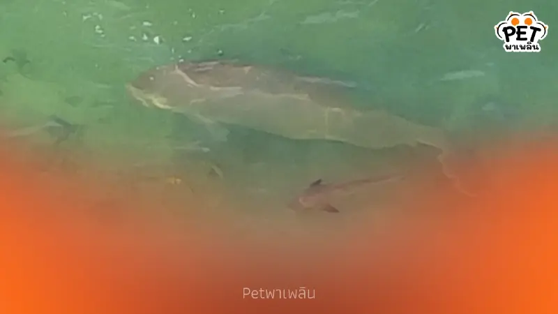 กรมอุทยานฯ บินโดรนพบพะยูนตรัง 1 ตัว ที่หาดหยงหลำ สุขภาพยังดี